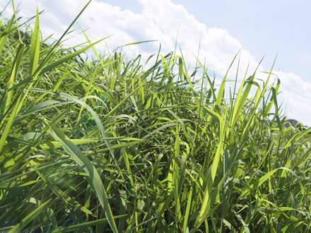 میان یک سبزه زار