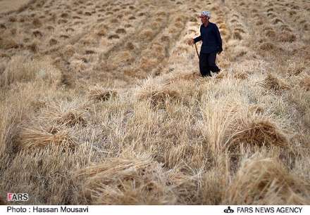 گزارش تصویری از برداشت گندم در شهرستان آبدانان