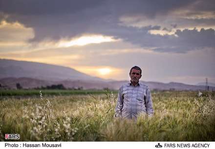گزارش تصویری از برداشت گندم در شهرستان آبدانان
