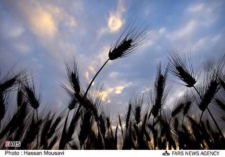 گزارش تصویری از برداشت گندم در شهرستان آبدانان