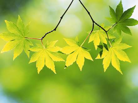 برگهای سبز شاخه درخت