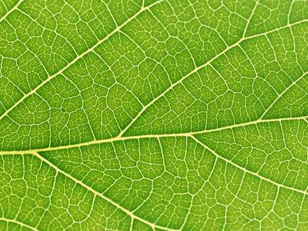 برگی سبز از نمای نزدیک