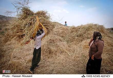 گزارش تصویری از برداشت گندم در شهرستان آبدانان