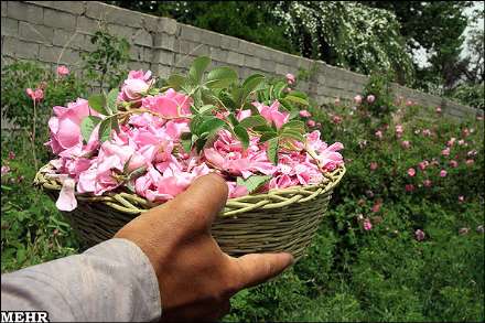 برداشت گل محمدی و گلاب گیری در میمند فارس