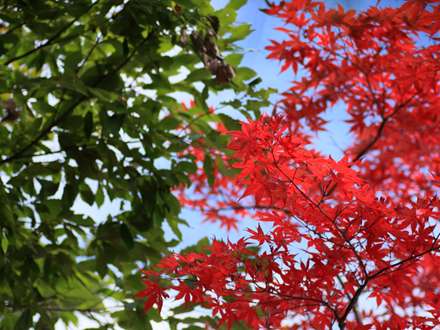 شاخ و برگهای قرمز و نارنجی