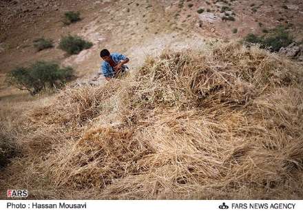 گزارش تصویری از برداشت گندم در شهرستان آبدانان