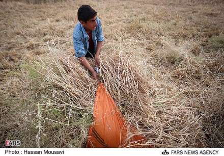گزارش تصویری از برداشت گندم در شهرستان آبدانان
