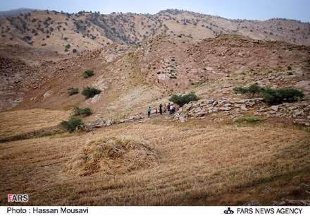 گزارش تصویری از برداشت گندم در شهرستان آبدانان