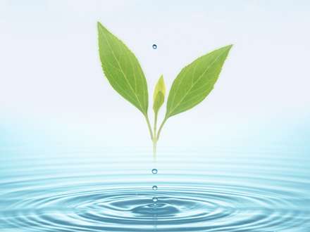 والپیپر برگهای سبز