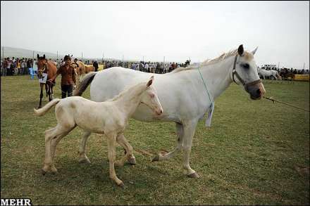 هفتمین جشنواره اسب اصیل ترکمن صوفیان