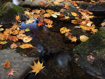 برگهای پاییزی روی چشمه