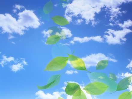 برگهای سبز پراکنده در آسمان
