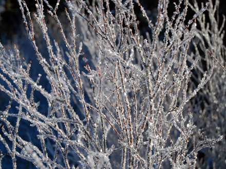 شاخه های یخ زده