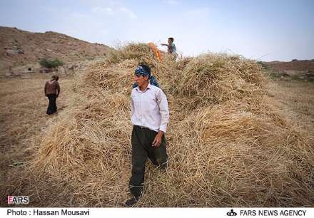 گزارش تصویری از برداشت گندم در شهرستان آبدانان