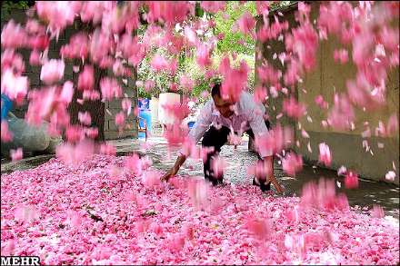 برداشت گل محمدی و گلاب گیری در میمند فارس