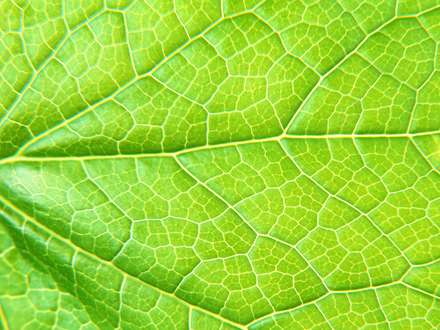 برگی سبز از نمای نزدیک