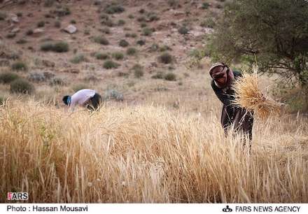 گزارش تصویری از برداشت گندم در شهرستان آبدانان