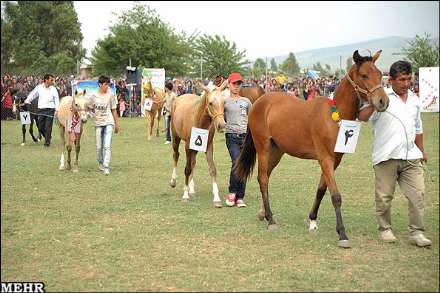 هفتمین جشنواره اسب اصیل ترکمن صوفیان