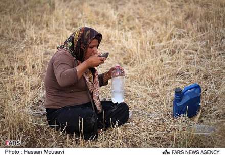 گزارش تصویری از برداشت گندم در شهرستان آبدانان