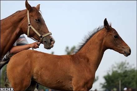 هفتمین جشنواره اسب اصیل ترکمن صوفیان