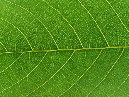 برگی سبز از نمای نزدیک