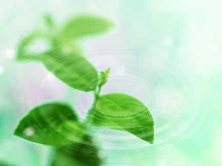 برگهای سبز و آب