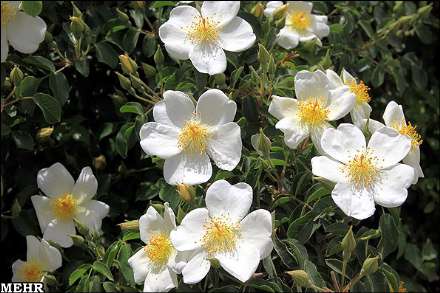 برداشت گل محمدی و گلاب گیری در میمند فارس