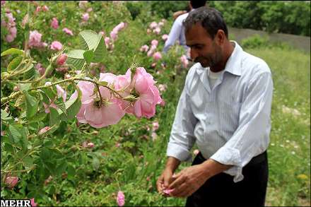 برداشت گل محمدی و گلاب گیری در میمند فارس