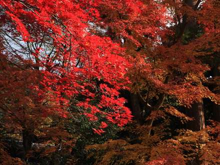 جنگلی در فصل پاییز