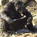 کنزی؛ شامپانزه‌ای که دوست دارد، غذای خودش را پخته نوش جان کند!
