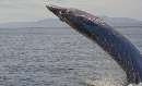 عکس های جذاب از زندگی نهنگ ها