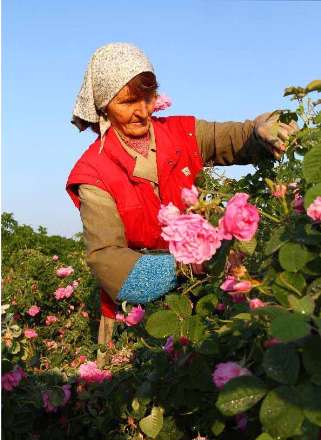 صد و دهمین سال برگزاری فستیوال  گل رز در بلغارستان