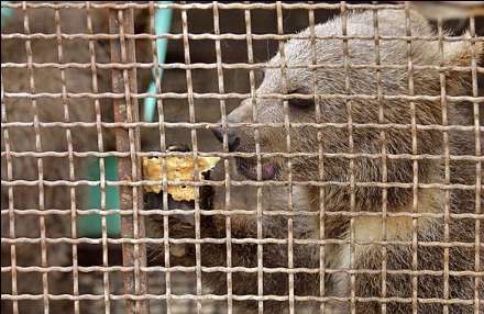 به دام افتادن چهار توله شیر و دو توله خرس در مشهد