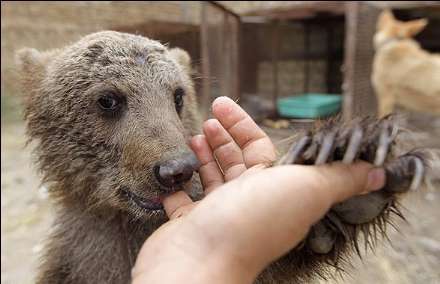 به دام افتادن چهار توله شیر و دو توله خرس در مشهد