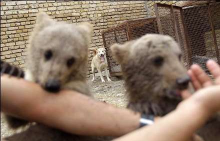 به دام افتادن چهار توله شیر و دو توله خرس در مشهد