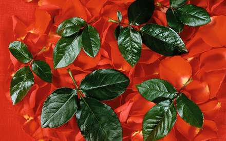 برگهاي سبز و گلبرگهاي قرمز