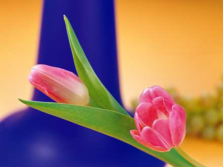 دو شاخه گل لاله صورتي