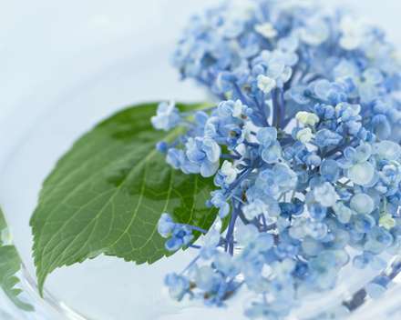 گلهاي ريز آبي در كاسه