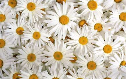 گلهاي بابونه