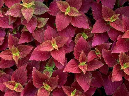 برگهاي بنفش زيبا