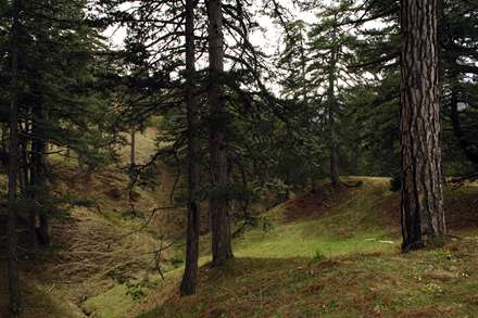 طبیعت سبز