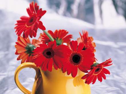 يك دسته گل قرمز داخل گلدان