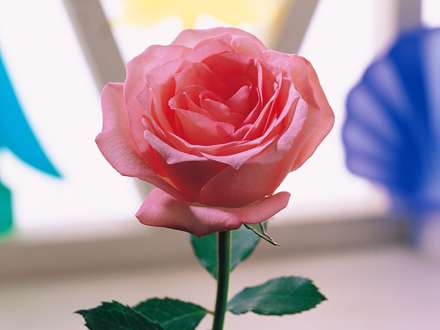 يك گل رز صورتي