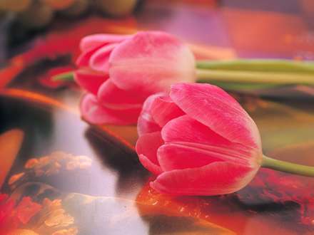 نمايي از دو گل لاله صورتي