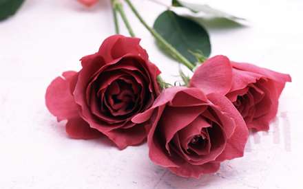 چند گل رز زيبا