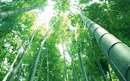 جنگلي پر از درخت بامبو