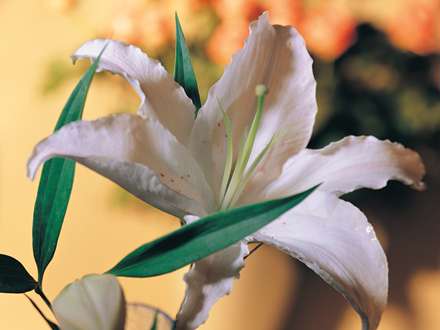 نمايي از گل سفيد در گلدان