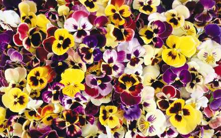 گلهاي بنفشه رنگارنگ