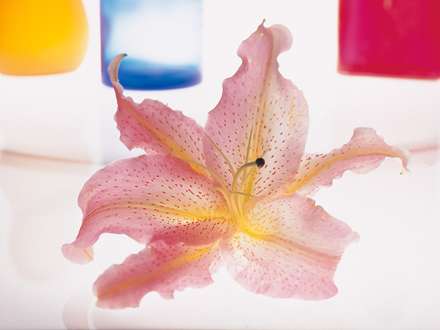 نمايي از گل صورتي