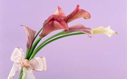 نمايي از يك دسته گل شيپوري قرمز رنگ